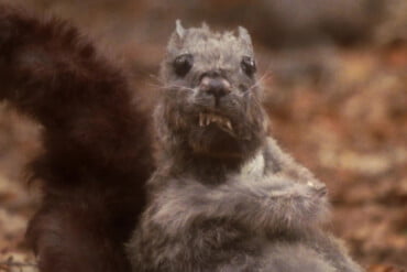 antrum movie 2018 easter horror movies